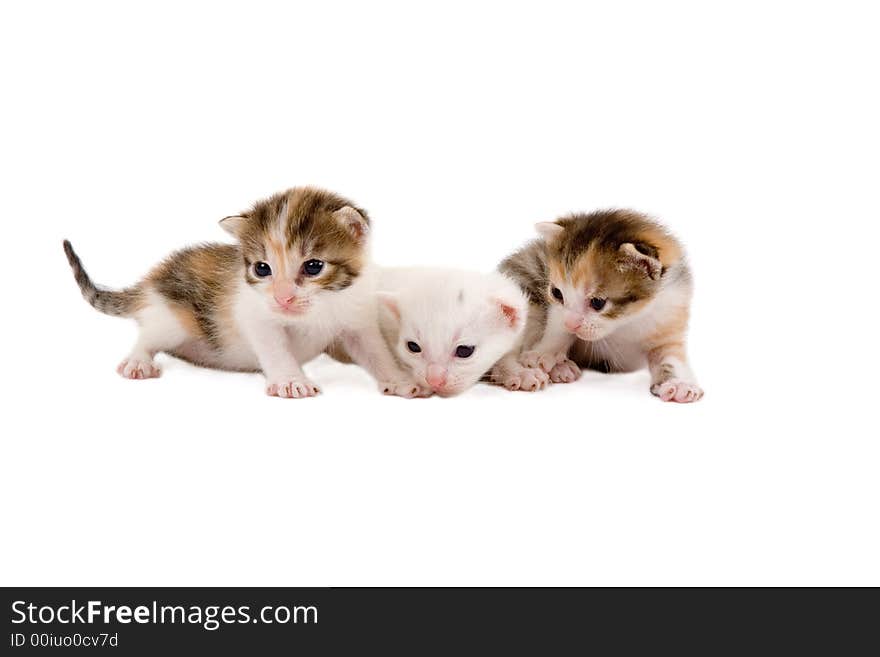 Three kittens (3 weeks), isolated