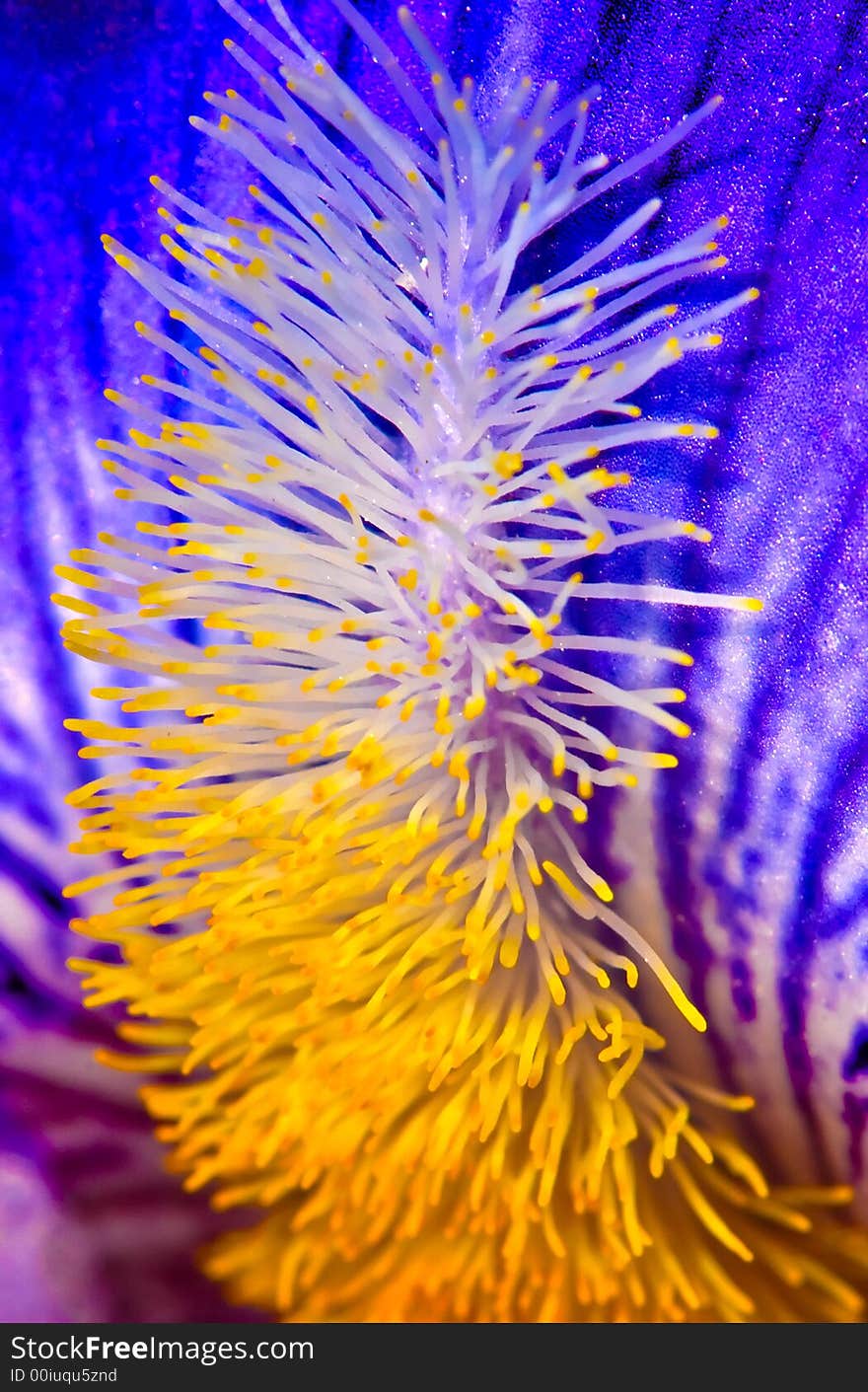 Iris macro photography