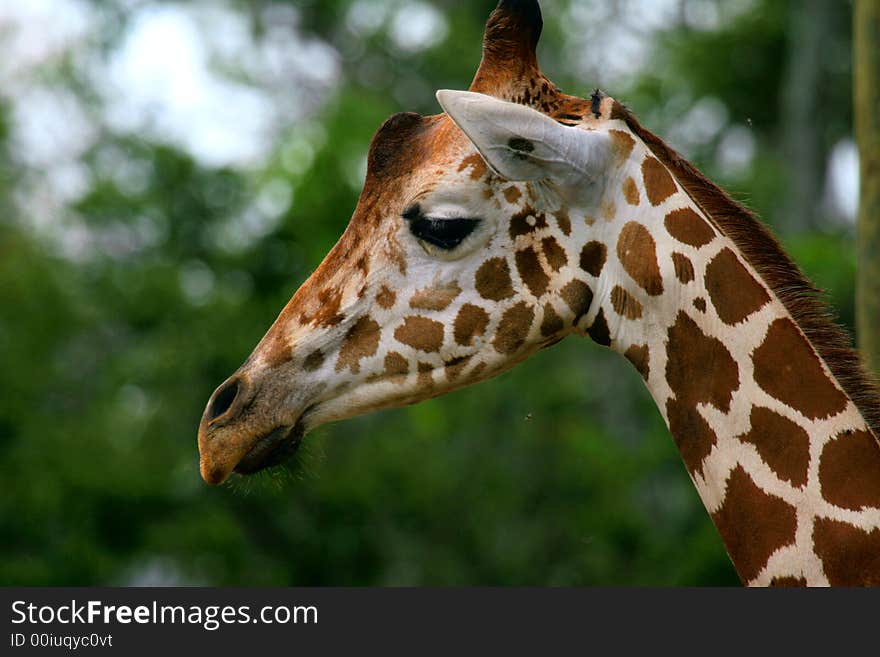 Giraffe