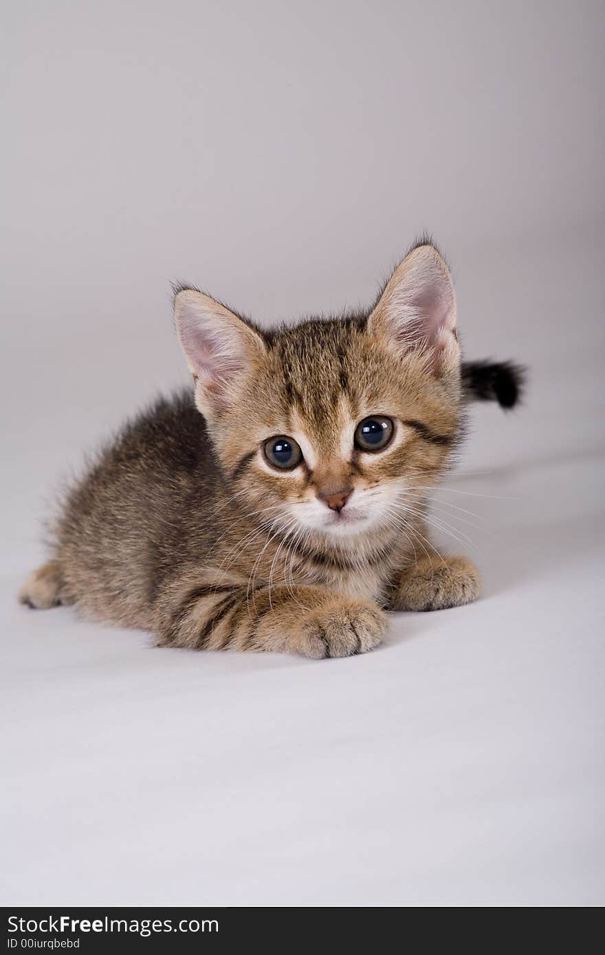 Striped kitten lying down, isolated on a grey background