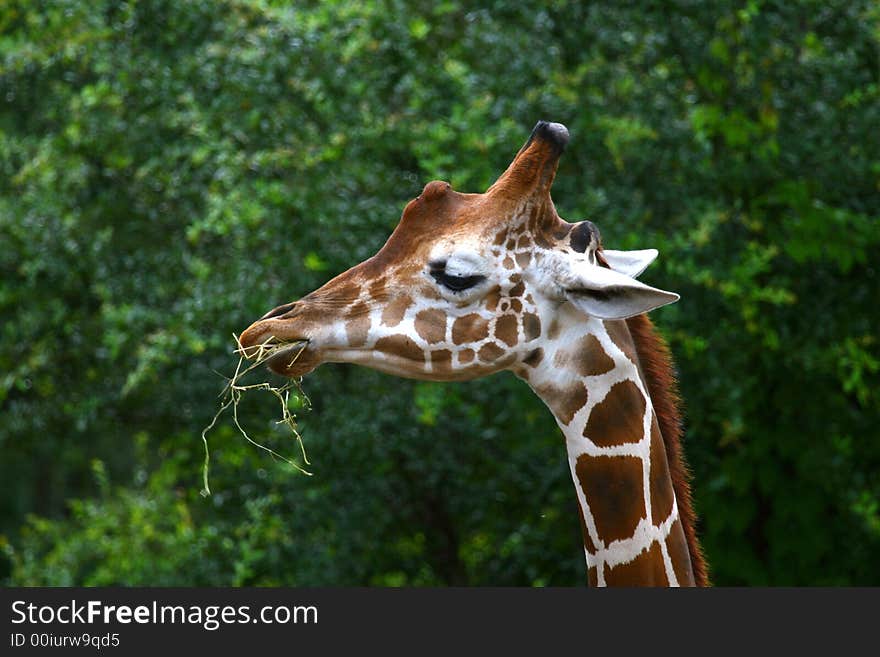 Portrait of the african giraffe eating greens. Portrait of the african giraffe eating greens