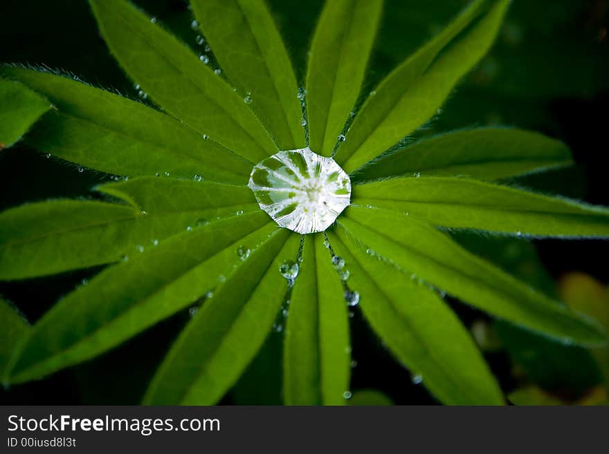 Green Sheet With Drop Of Water