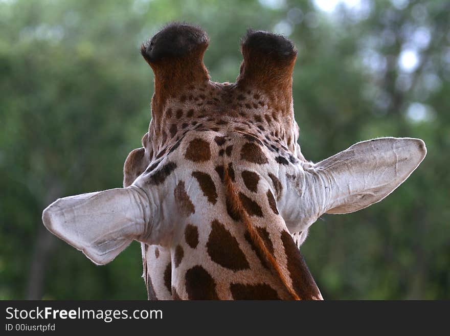 Giraffe s back head