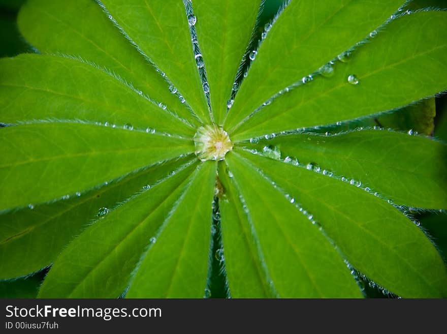 Green sheet with drop of water