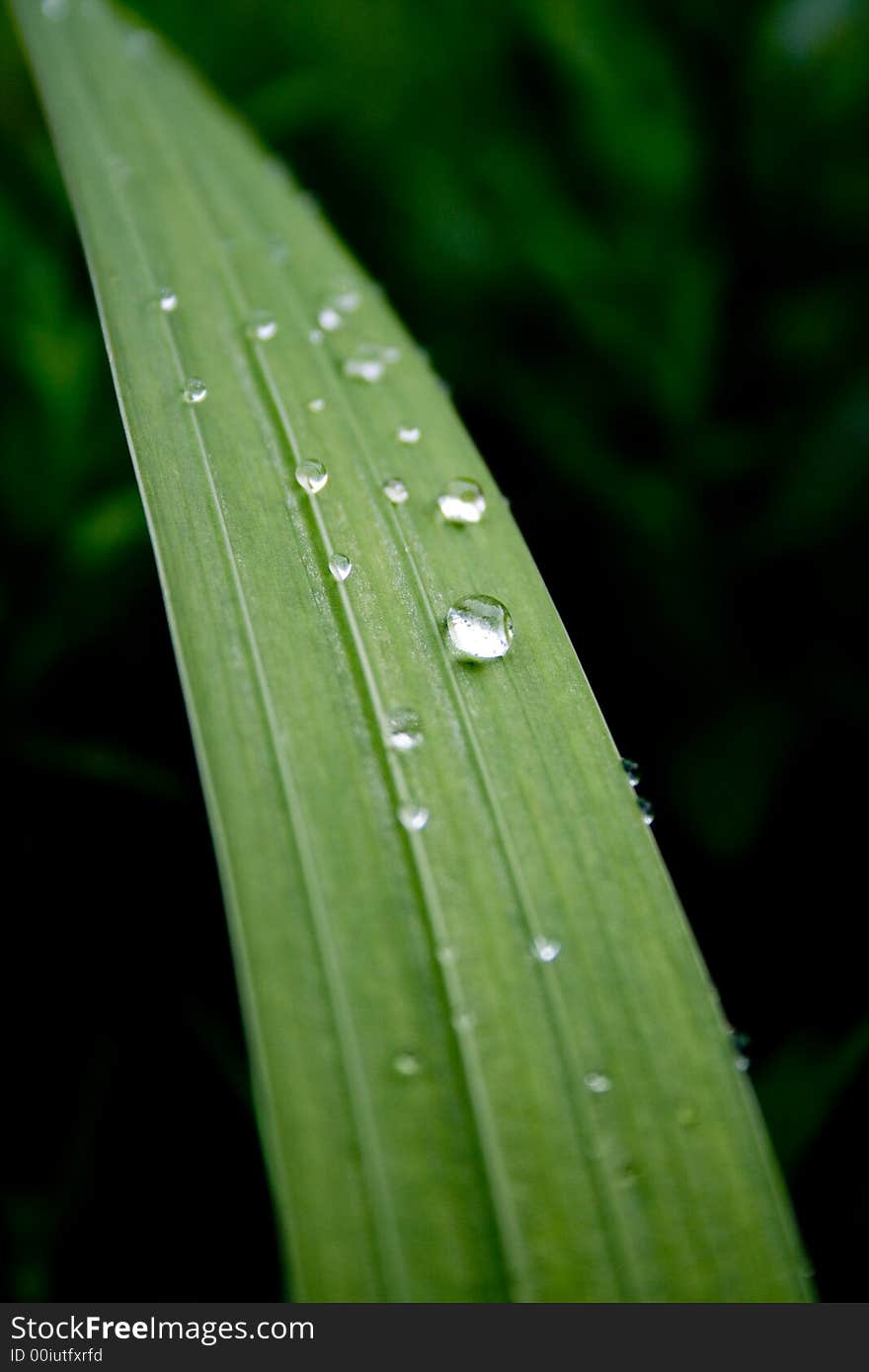 Green Sheet With Drop Of Water