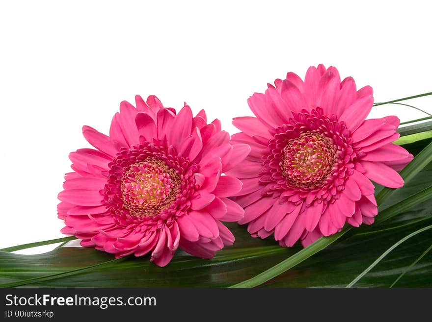 Two daisies on green leaf