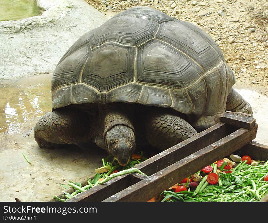 A giant turtle eating grass vegetable