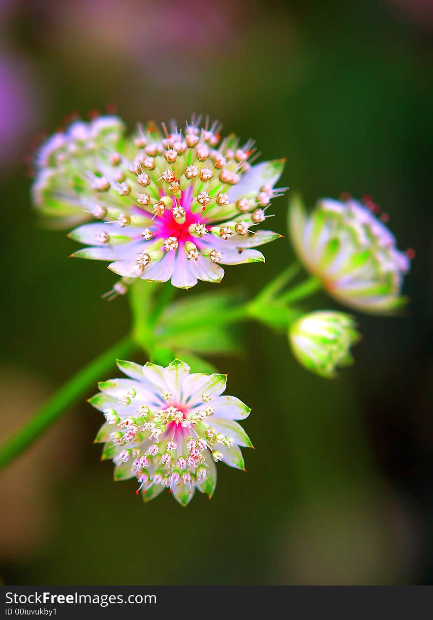 Flowers in bloom in spring time