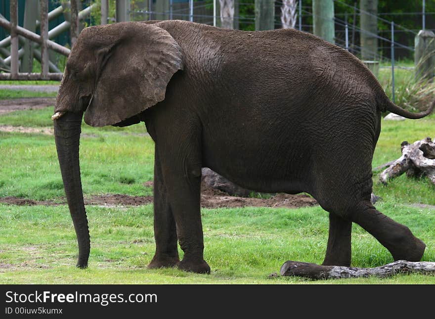 African elephant walking on the grass between woods