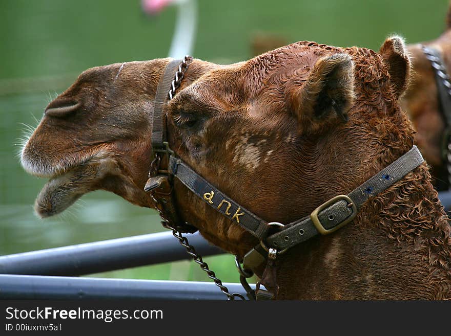 Dromedary camel waiting for another guest for a ride. Dromedary camel waiting for another guest for a ride