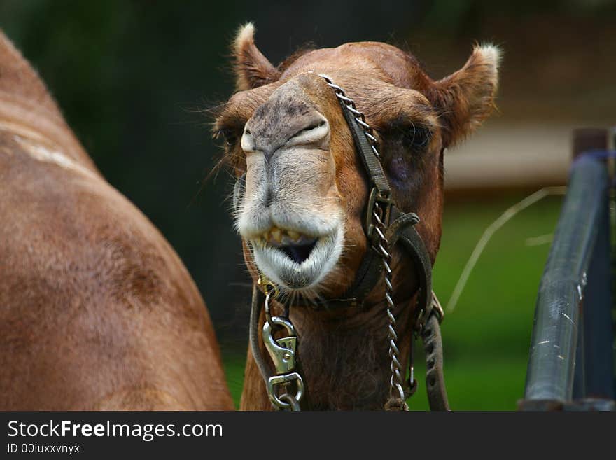 Camel Facial Expression