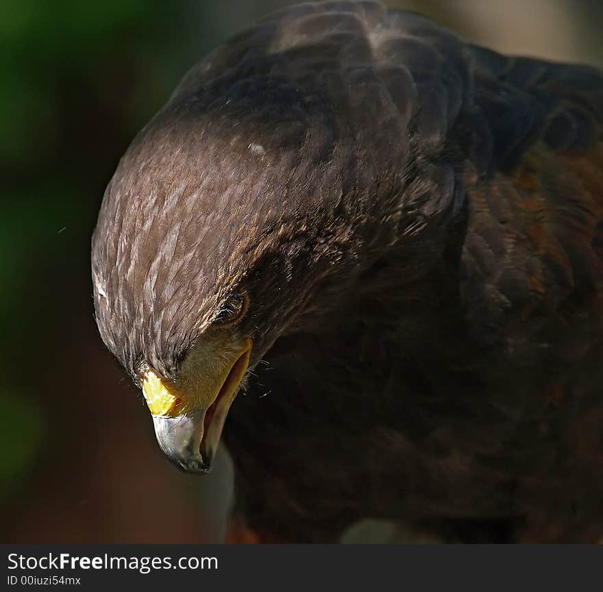 Redwind Hawk with head down. Redwind Hawk with head down