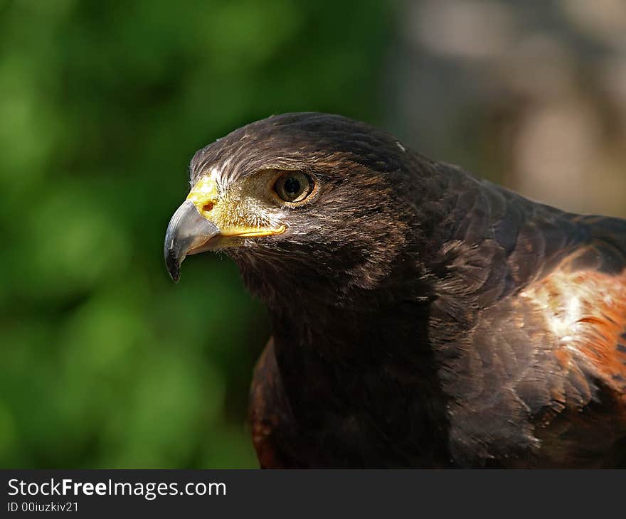 Redwing hawk closeup sitting on fence post