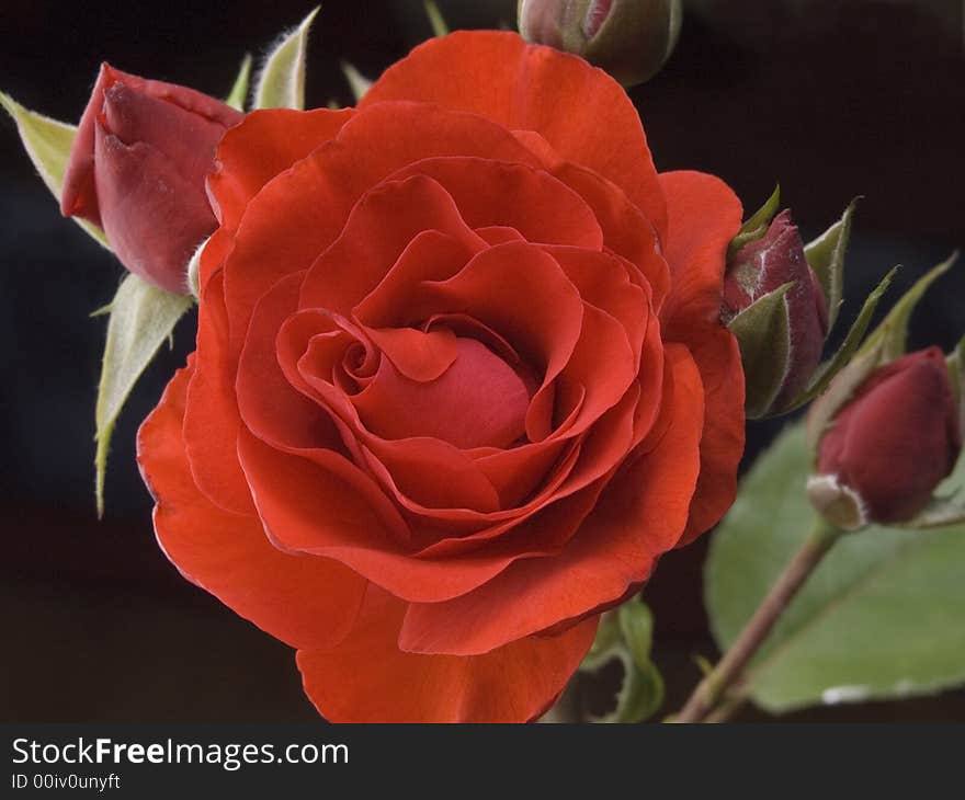 Beautiful red rose and rose buds