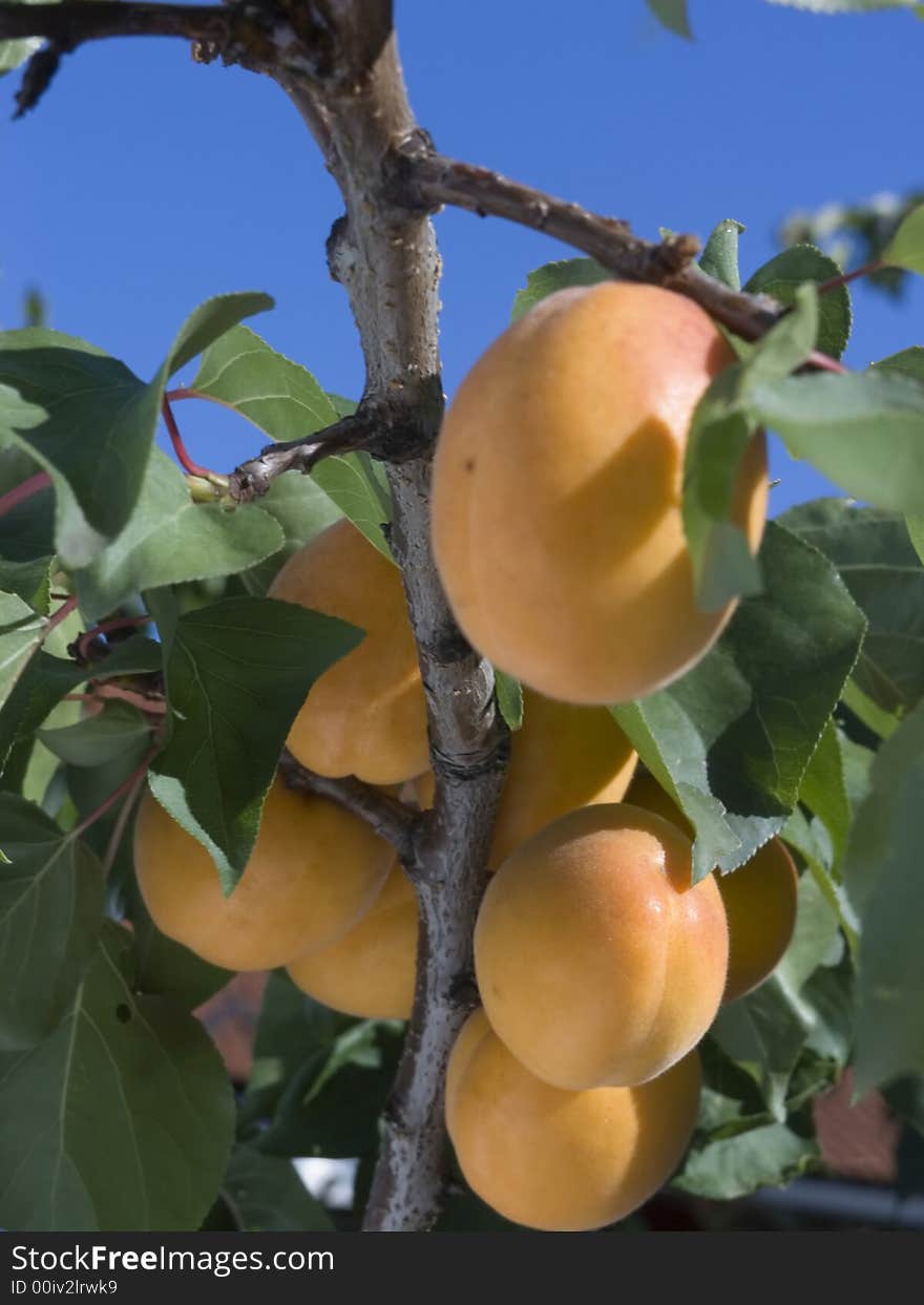 Apricots