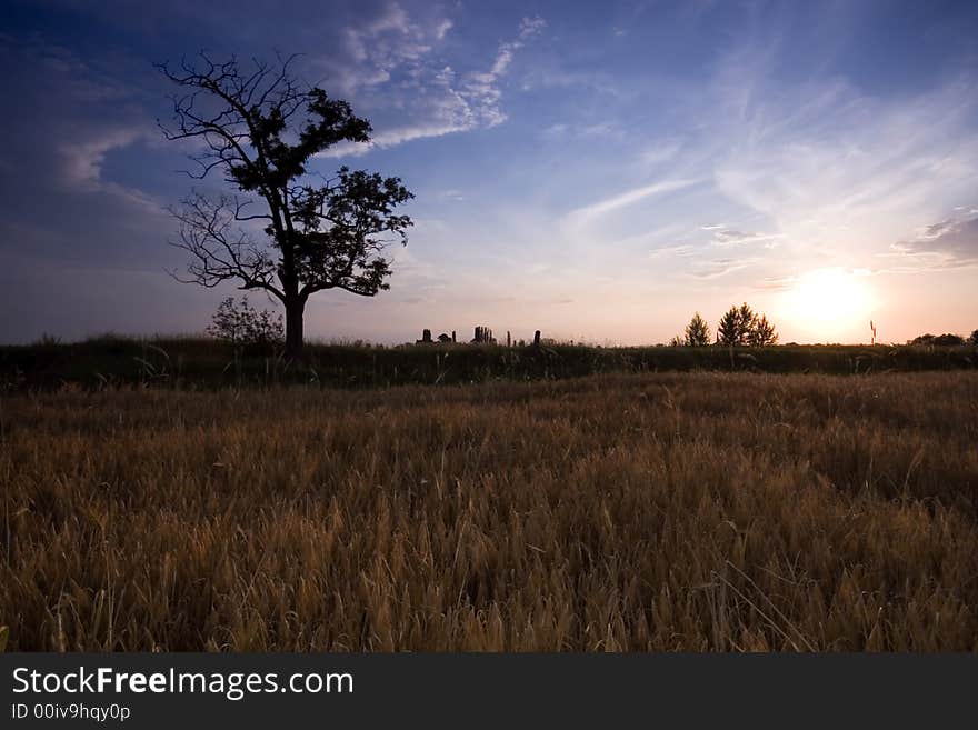 Tree in the rural