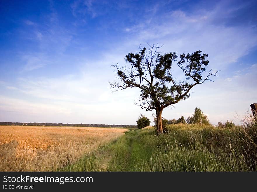 Tree in the rural