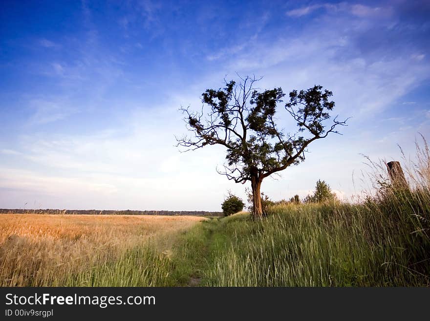 Tree in the rural