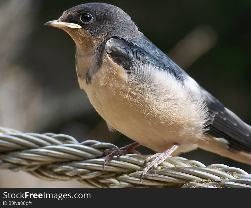 This is a picture of some sort of song bird sitting on a length of steele cable. This is a picture of some sort of song bird sitting on a length of steele cable.