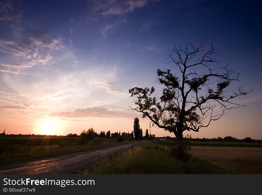 Sunset with a tree