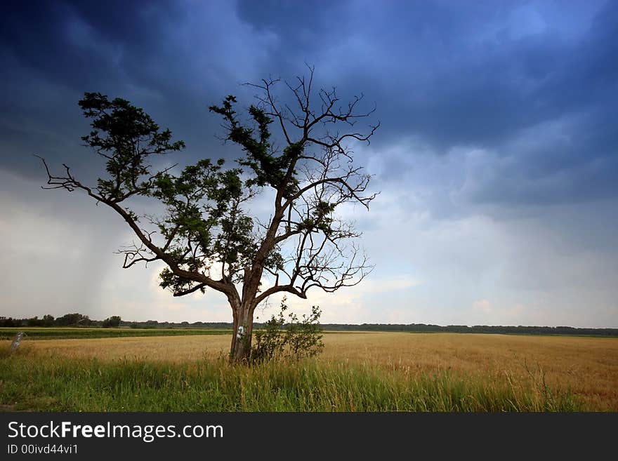 Tree In The Rural