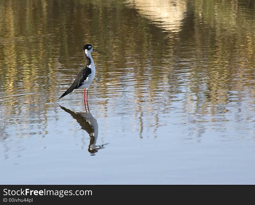 Black-necked Stilt (Himantopus mexicanus) at Waterbird regional park