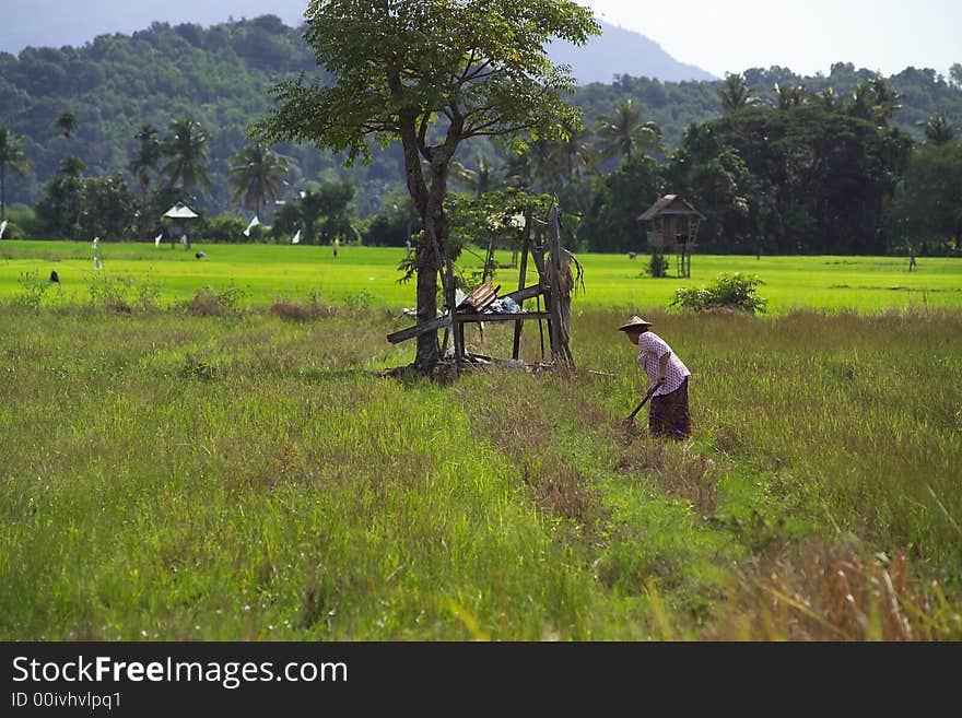 Padi Field