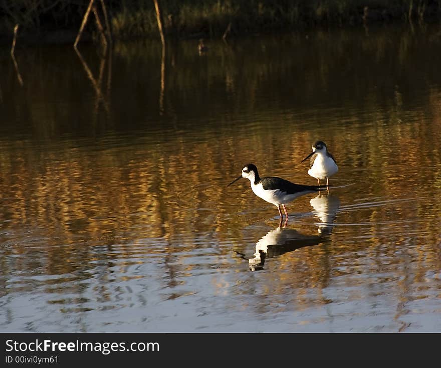 Black-necked Stilt (Himantopus mexicanus) feeding at Waterbird regional park