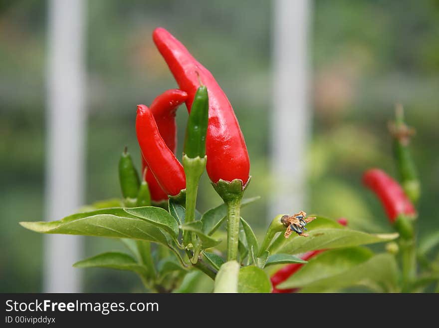 Small red hot chilli pepper plants in nature