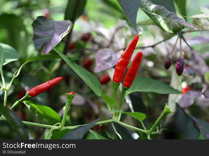 Small red hot chilli tabasco peppers in nature