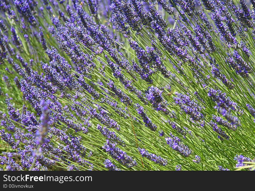 Beautiful lavender fields, product of the Provence in the south of France. Beautiful lavender fields, product of the Provence in the south of France