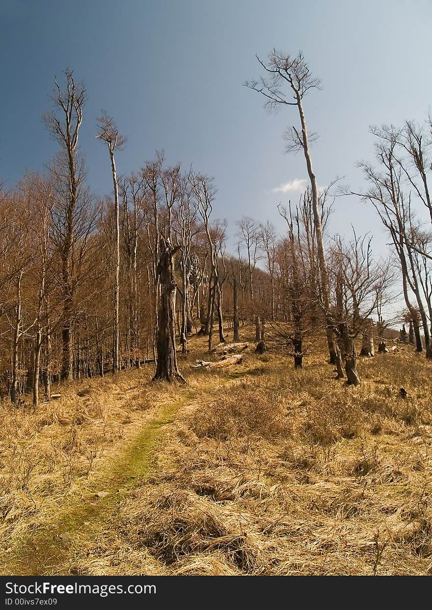 The way going through the forest