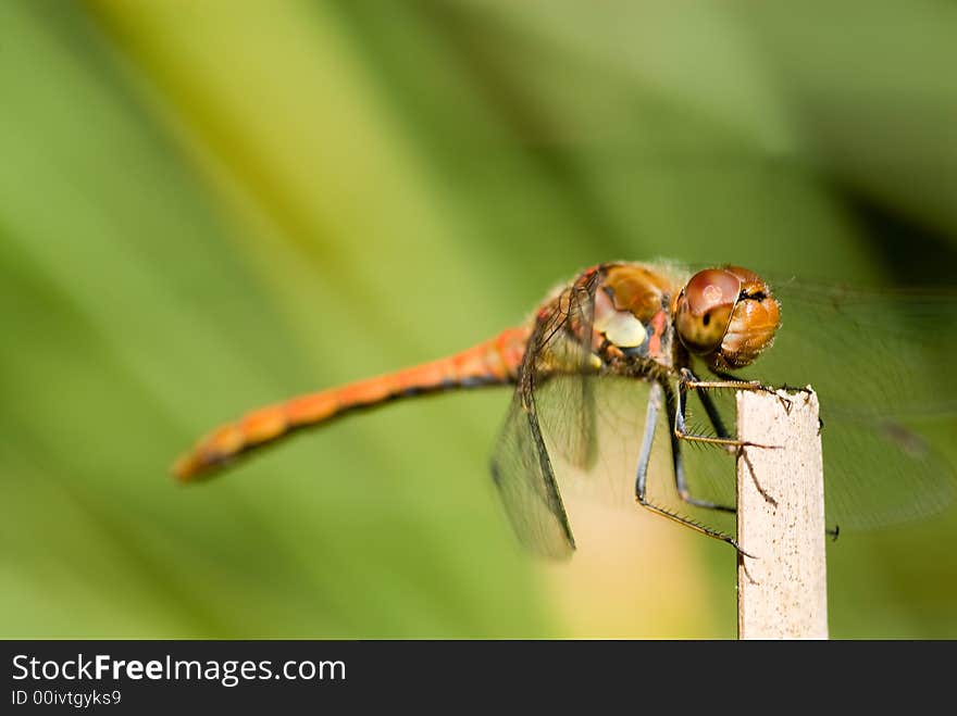 Red dragonfly close-up