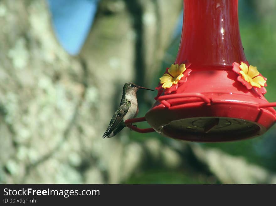 Female Ruby Throated Hummingbird at a feeder