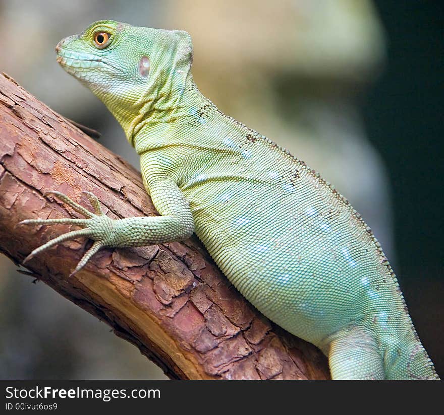 Portrait of Green Basilisk Lizard. Portrait of Green Basilisk Lizard