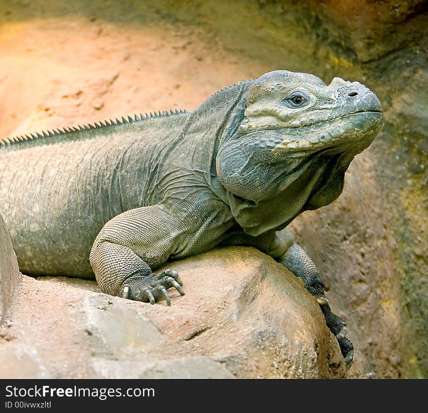 Rhinoceros Iguana 6