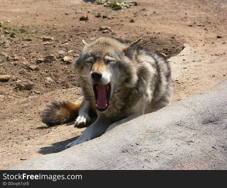 Wolf zoo wild nature sleep