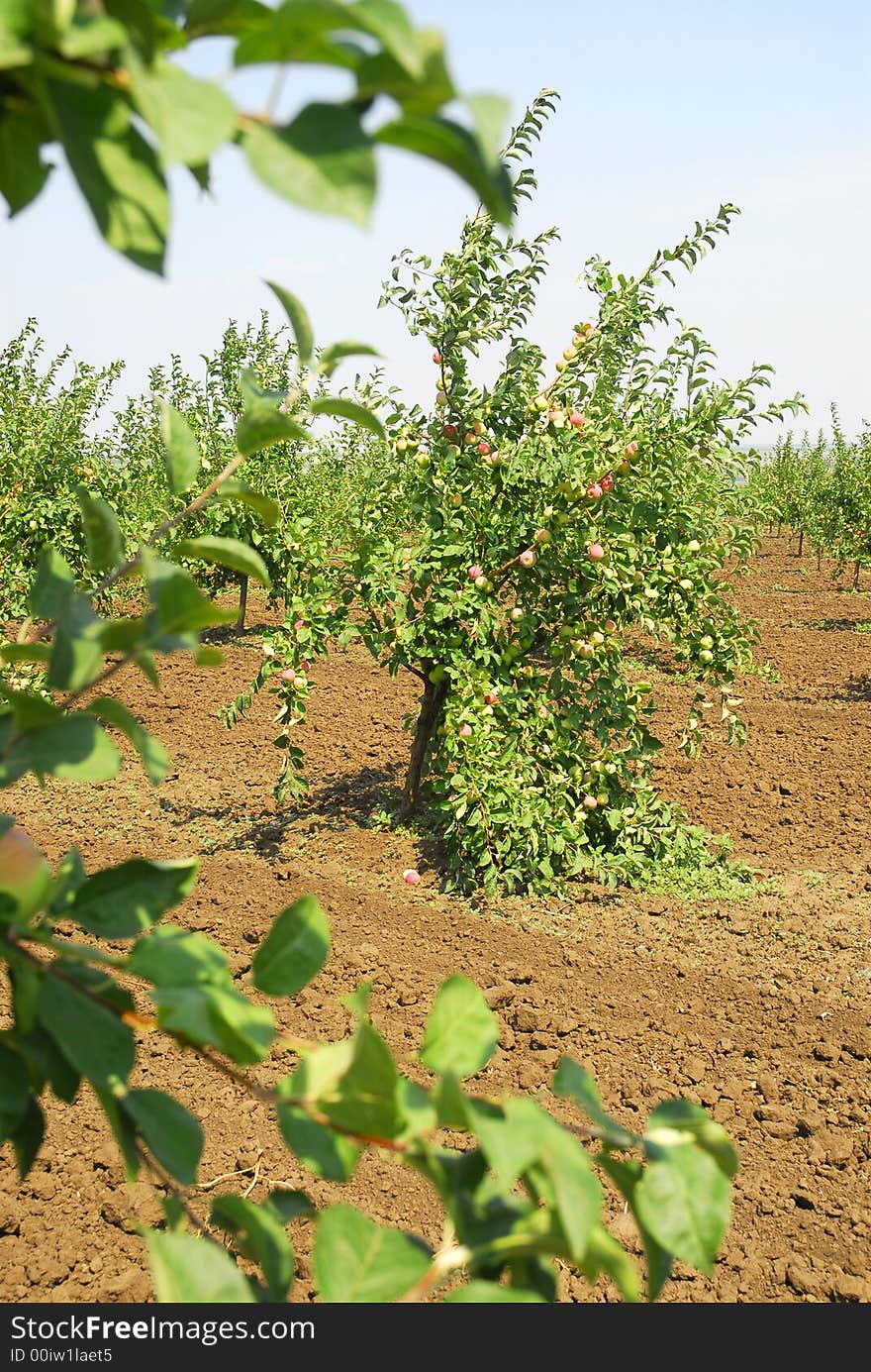 Road with apples trees. Garden in Russian facilitie 2. Road with apples trees. Garden in Russian facilitie 2