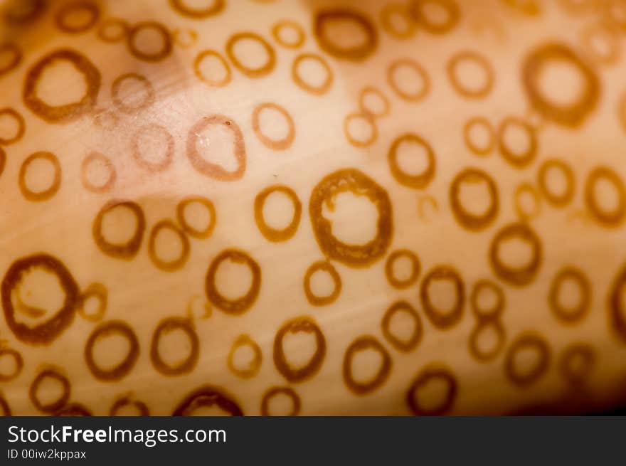 Close up shot depicting a cypraea argus (mollusk) shell texture. Close up shot depicting a cypraea argus (mollusk) shell texture