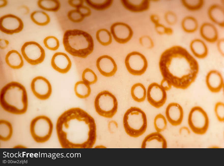 Close up shot depicting a cypraea argus (mollusk) shell texture. Close up shot depicting a cypraea argus (mollusk) shell texture