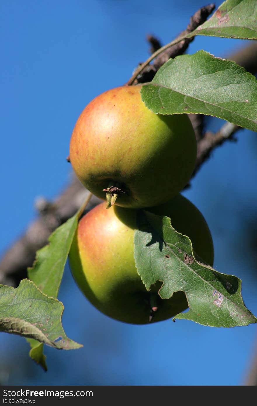 Apples grown up on a summer residence