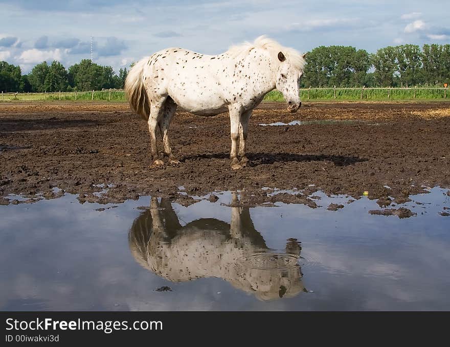 The horse and reflection. After a rain