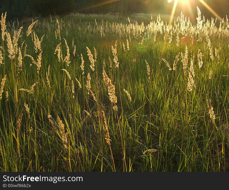 Golden sunlit spikes at sunset