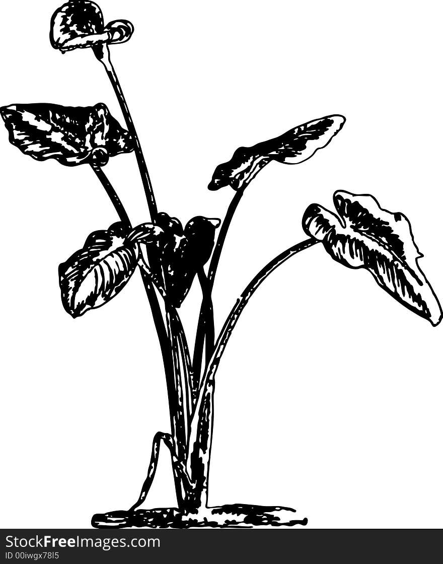Penned calla lillies in black and white art. Penned calla lillies in black and white art
