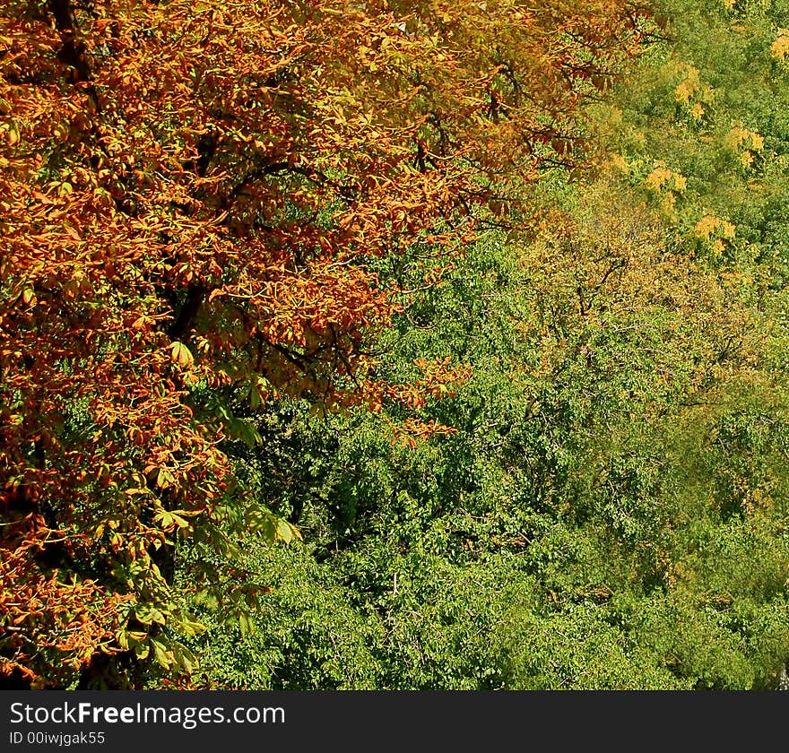 Autumn background of colourful trees