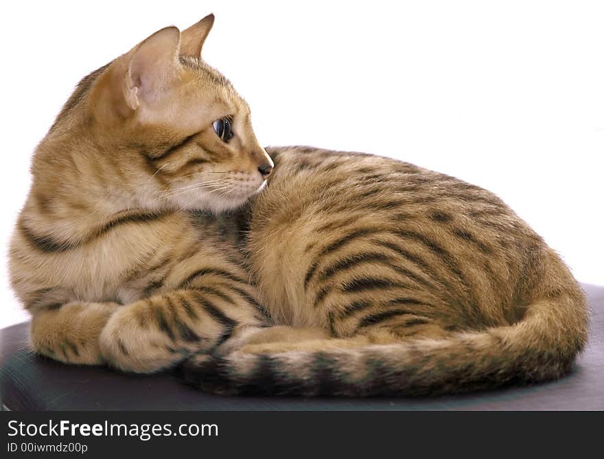 Detail of bengal kitten over white background. Detail of bengal kitten over white background