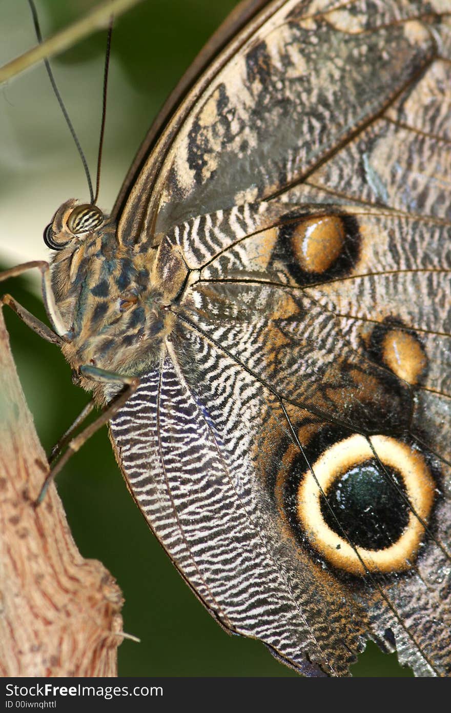 Blue Morpho Butterfly hiding his brilliant blue wings. Blue Morpho Butterfly hiding his brilliant blue wings.