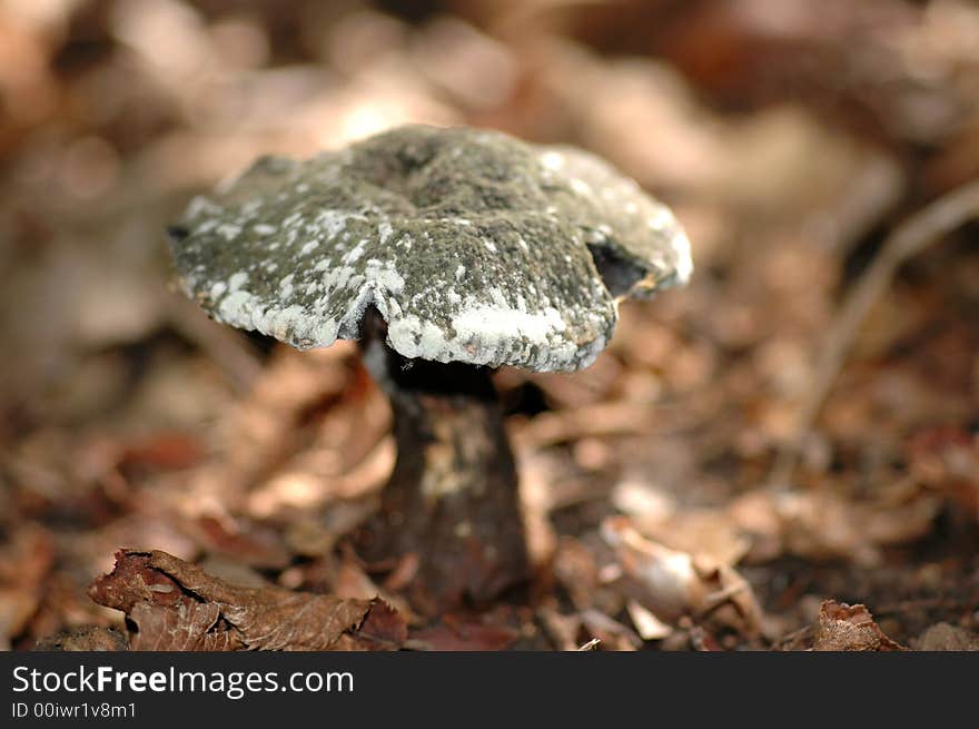 A small grey toadstool growing in leaf litter.