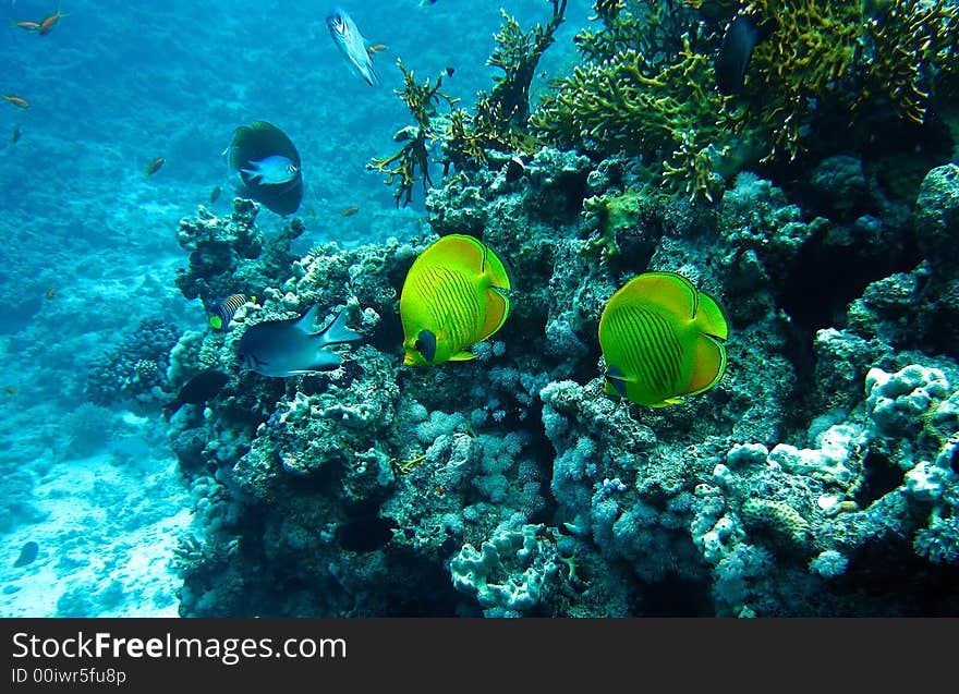 Masked butterfly fishes at the coral reef