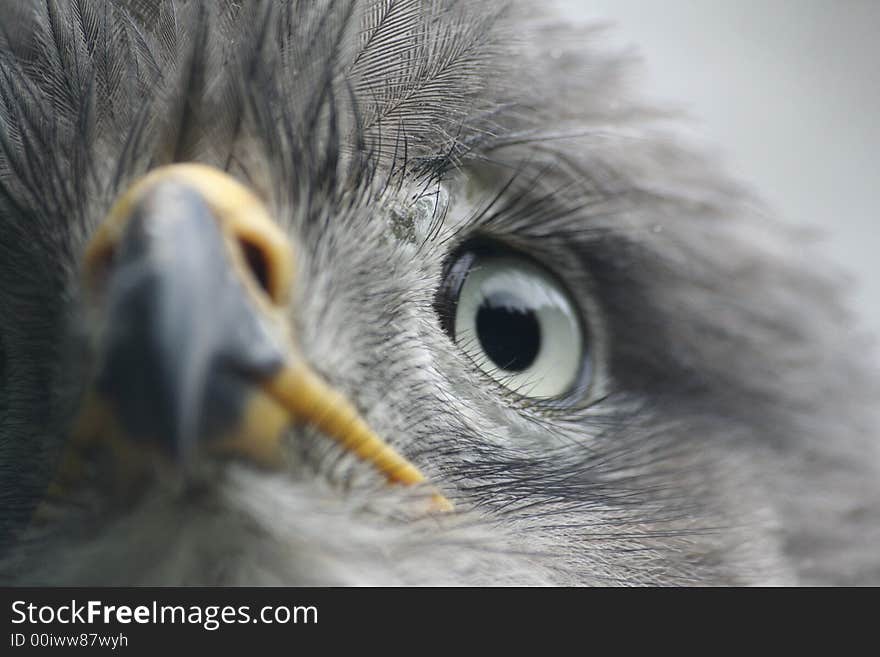 Snake Eagle